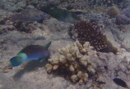 Surf Parrotfish 2.jpg