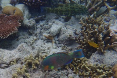 Surf Parrotfish 3.jpg