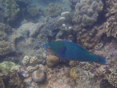 Quoyi Parrotfish 2.jpg