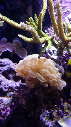 20140511_192412_zpsf7viz34r.jpg