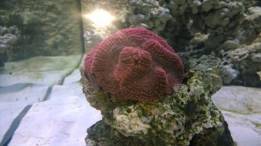reefcubes12.jpg
