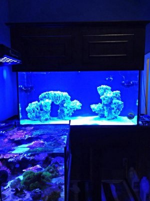 ImageUploadedByTapatalk1400040070.075287.jpg