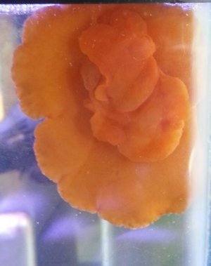 orange_nudi.jpg