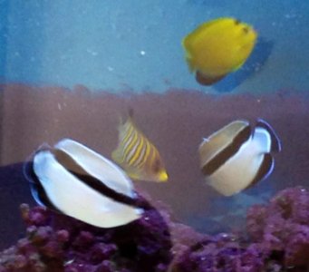 Group fish shot.jpg