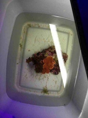 ImageUploadedByTapatalk 21400360474.216255.jpg