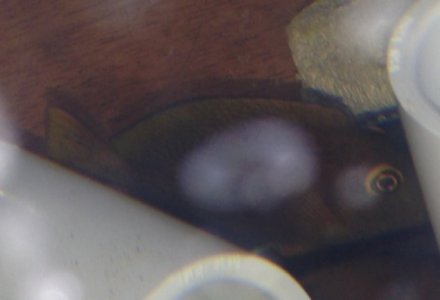 ImageUploadedByTapatalk 21400363081.274038.jpg