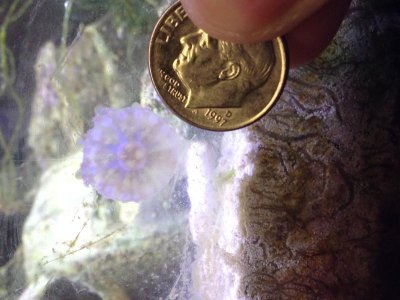 upsidedown jelly.jpg