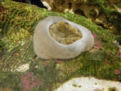 rock anemo sleeping.jpg