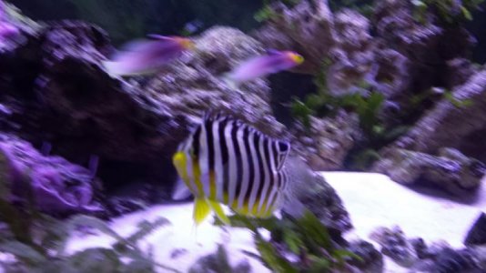 multibar angel - Paracentropyge multifasciatus.jpg