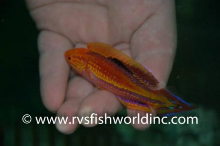 CIrrhilabrus cf lanceolatus NY Aquatics 05_23_14.jpg