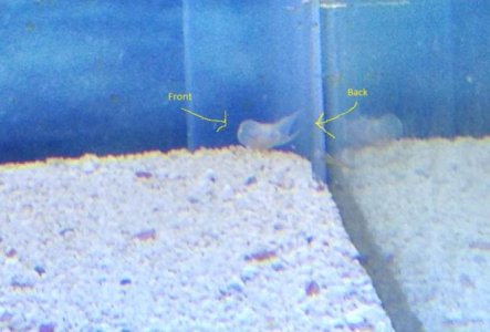 Aquarium sea slug.jpg
