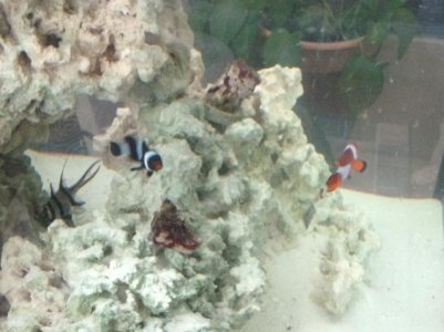happyfishies.jpg