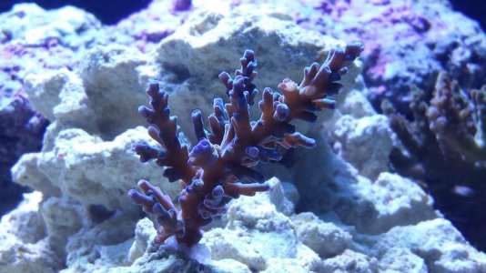 Icefire Echinata.jpg