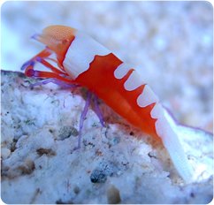 Emperor_Shrimp_ps.jpg