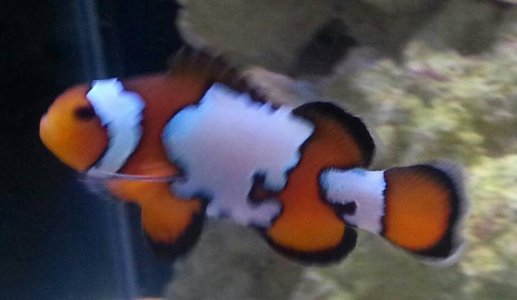 152209d1401406599-clownfish-id-please-uploadfromtaptalk1401406599782.jpg