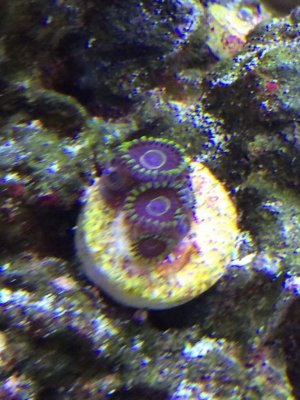 ImageUploadedByTapatalk1401476794.682395.jpg ImageUploadedByTapatalk1401476794.682395.jpg