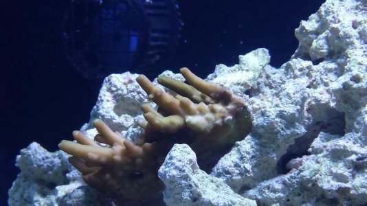 Pets Inc Granulosa.jpg