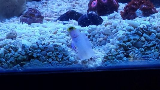 Jawfish one.jpg