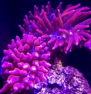 ImageUploadedByTapatalk1401715861.541280.jpg ImageUploadedByTapatalk1401715861.541280.jpg