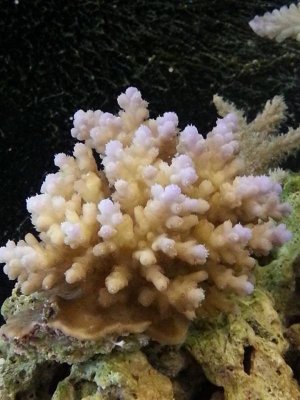 sps1.jpg