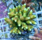 15535-Acro-Bali-mille-spec-55-1.jpg