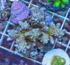 15847-Acropora-Bali-Premium-55-1.jpg