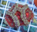 15331-Acan-aussi-ultra-39-1-2.jpg