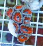 15049-Acan-red-blue-39-1.jpg