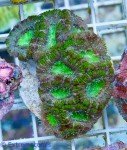 16025-Acan-Aussi-green-39-1.jpg