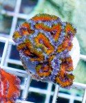 16030-Acan-Aussi-rainbow-topcolor-59-1.jpg