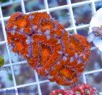 16031-Acan-aussi-red-49-1.jpg