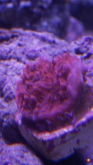 Coral_1.jpg