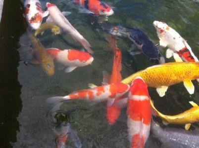 koi2.jpg