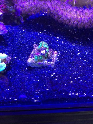 IMG_0523 (600x800).jpg