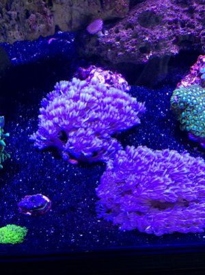 IMG_0550 (600x800).jpg