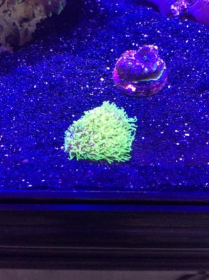 IMG_0525 (600x800).jpg