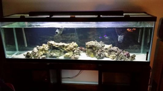 Saltwater Tank.jpg