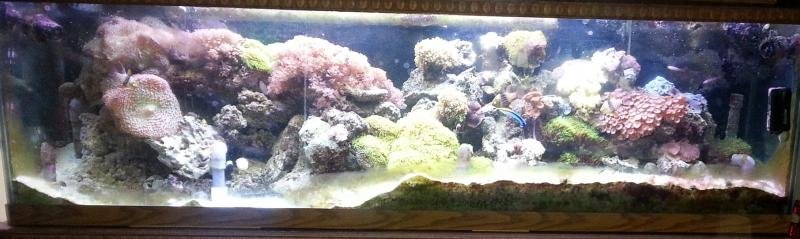 June 5 2014 softie reef tank.jpg
