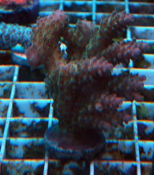 DSCF0034.jpg