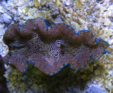 That Clam...jpg