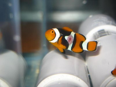 mini-Dec 2009 165.jpg