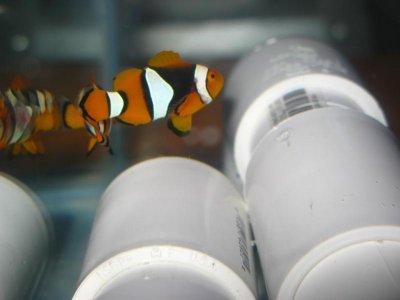 mini-Dec 2009 167.jpg