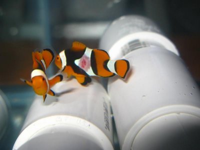 mini-Dec 2009 168.jpg