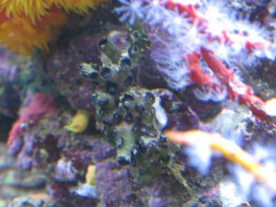 reeftank 015.jpg