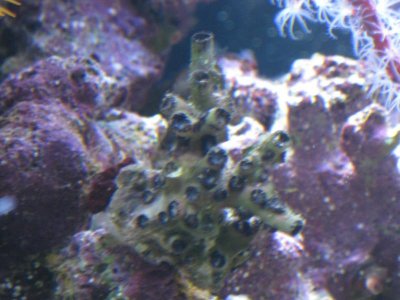 reeftank 023.jpg