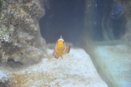 clown2.jpg clown2.jpg