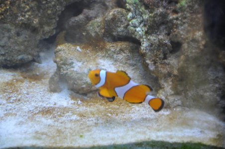 clownjpg.jpg clownjpg.jpg