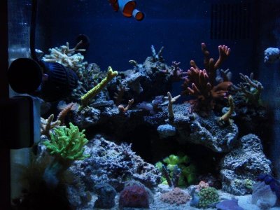 full tank 2.jpg