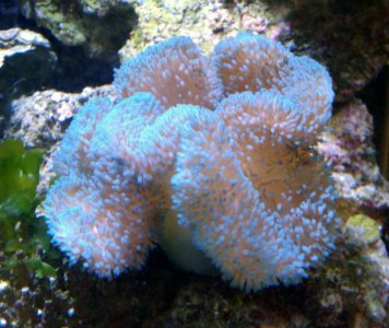 little blue2010-02-23%2014_38_23.jpg