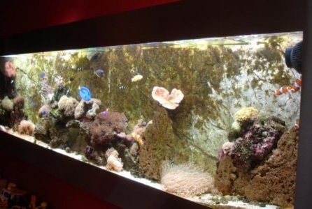 overzicht flatscreenaquarium FlatAQUA 280 tropisch zeeaquarium nano aqurium wall fishtank 2.jpg